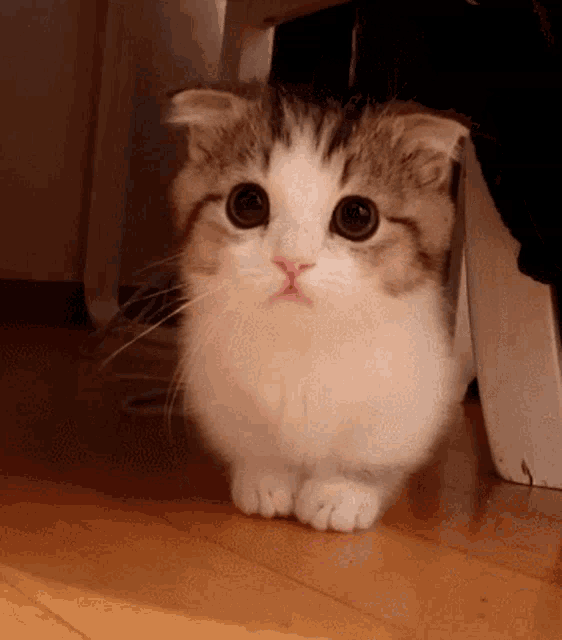Follow Us Gif
